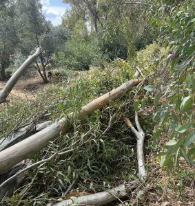 Συνδυασμός «Μπορούμε Καλυτέρα» Μήνυση κατά παντός υπεύθυνου για κοπή χλωρών δέντρων εντός της Δασικής Έκτασης στο Δάσος Παπαδημητρίου.