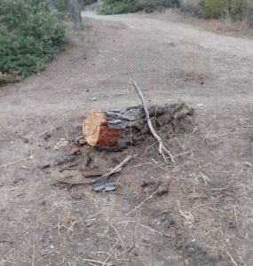 Αυτοψία της εφημερίδας μας στο δάσος του Παπαδημητρίου – Αυτό που αντικρίσαμε ήταν απίστευτο, κομμένα δέντρα, μπάζα και σκουπίδια