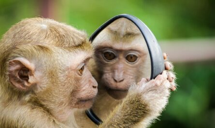 Ινδία: Σε μαϊμού στο Πανεπιστήμιο Κτηνιατρικών και Ζωικών Επιστημών πραγματοποιήθηκε η πρώτη επέμβαση καταρράκτη σε ζώο