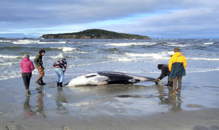 Κοπάδι φαλαινών ξεβράστηκε στις ακτές της Σκωτίας