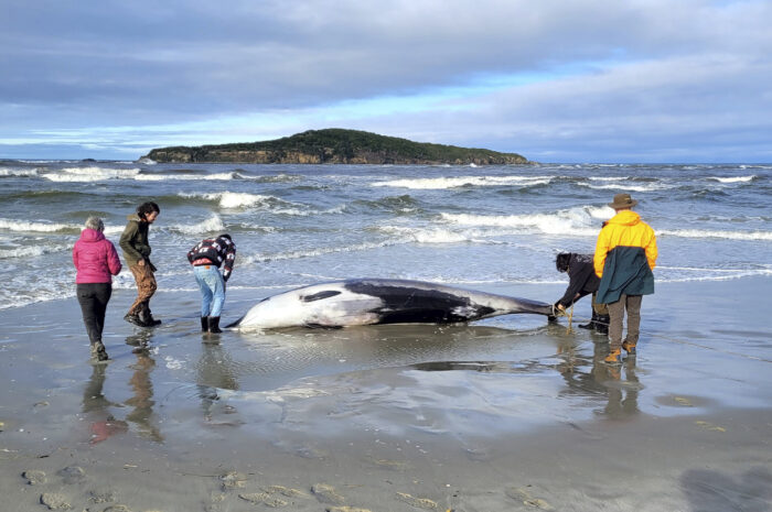 Κοπάδι φαλαινών ξεβράστηκε στις ακτές της Σκωτίας