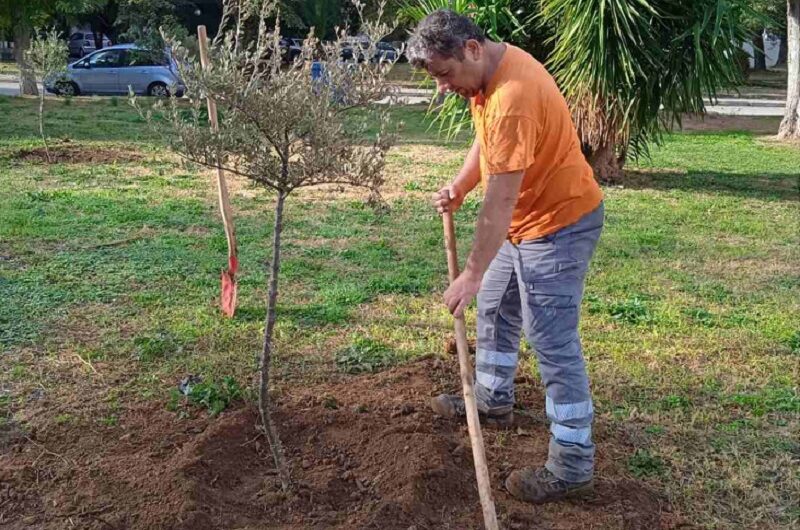 Λυκόβρυση Πεύκη: 8 νέες ελιές φυτεύτηκαν στο Ηλιακό Χωριό από συνεργείο του Δήμου