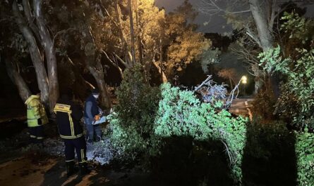 Πεντέλη : Ένα μεγάλο πεύκο έπεσε στο δρόμο στην οδό Καλλισίων