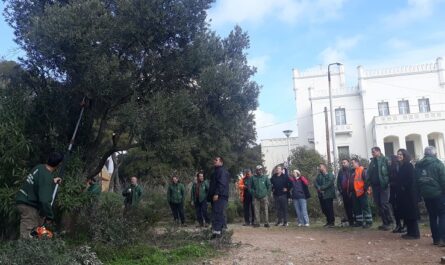 Κηφισιά: Με επιτυχία το Α' Σεμινάριο Κλαδέματος του Δήμου στο Ι.Γ.Ε