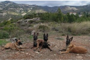 Πεντέλη: Διευκρινίσεις της Δημάρχου για την παραχώρηση δημοτικού χώρου στην Anubis K9 TEAM