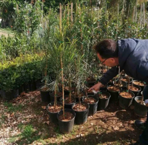 Ηράκλειο Αττικής: Δεκάδες νέα δεντράκια φυτευτήκαν από την Υπηρεσία Πρασίνου στην πλατεία Φολεγάνδρου